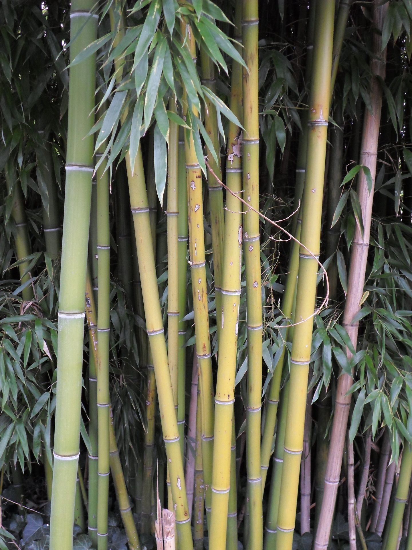 yellow thatched bamboo free photo