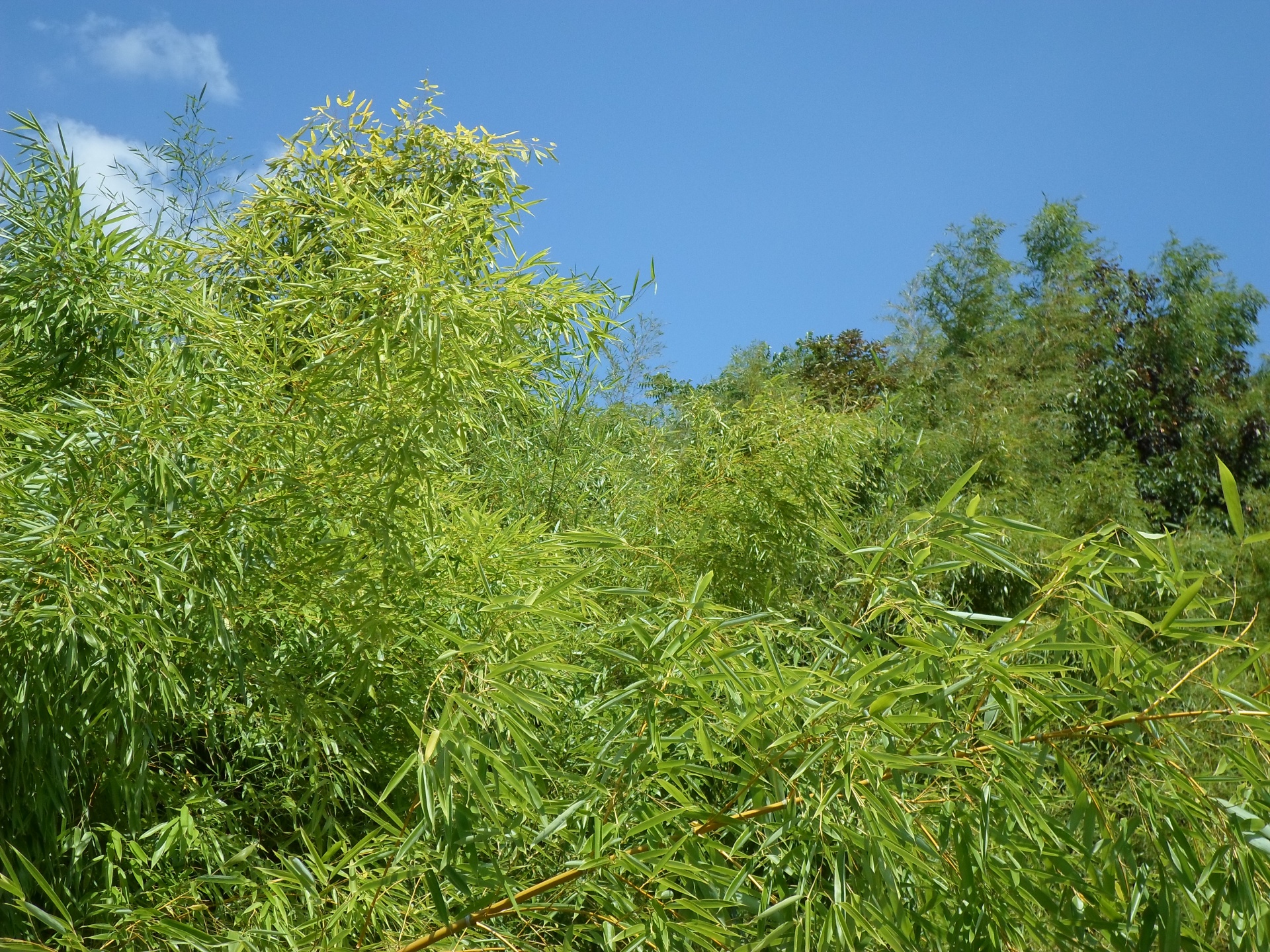bamboo green leaf free photo