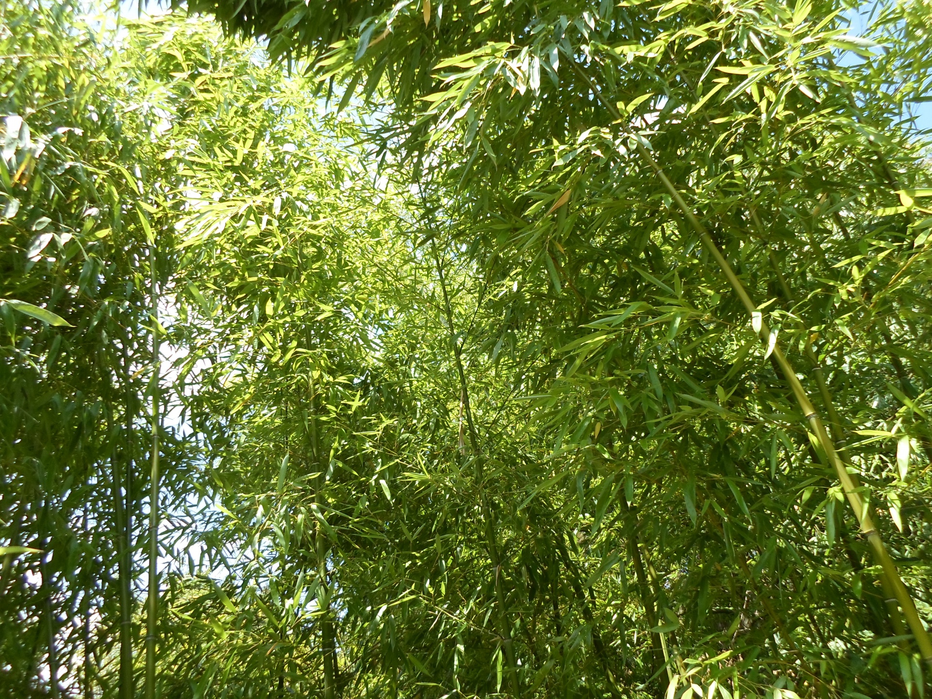 bamboo green grass free photo