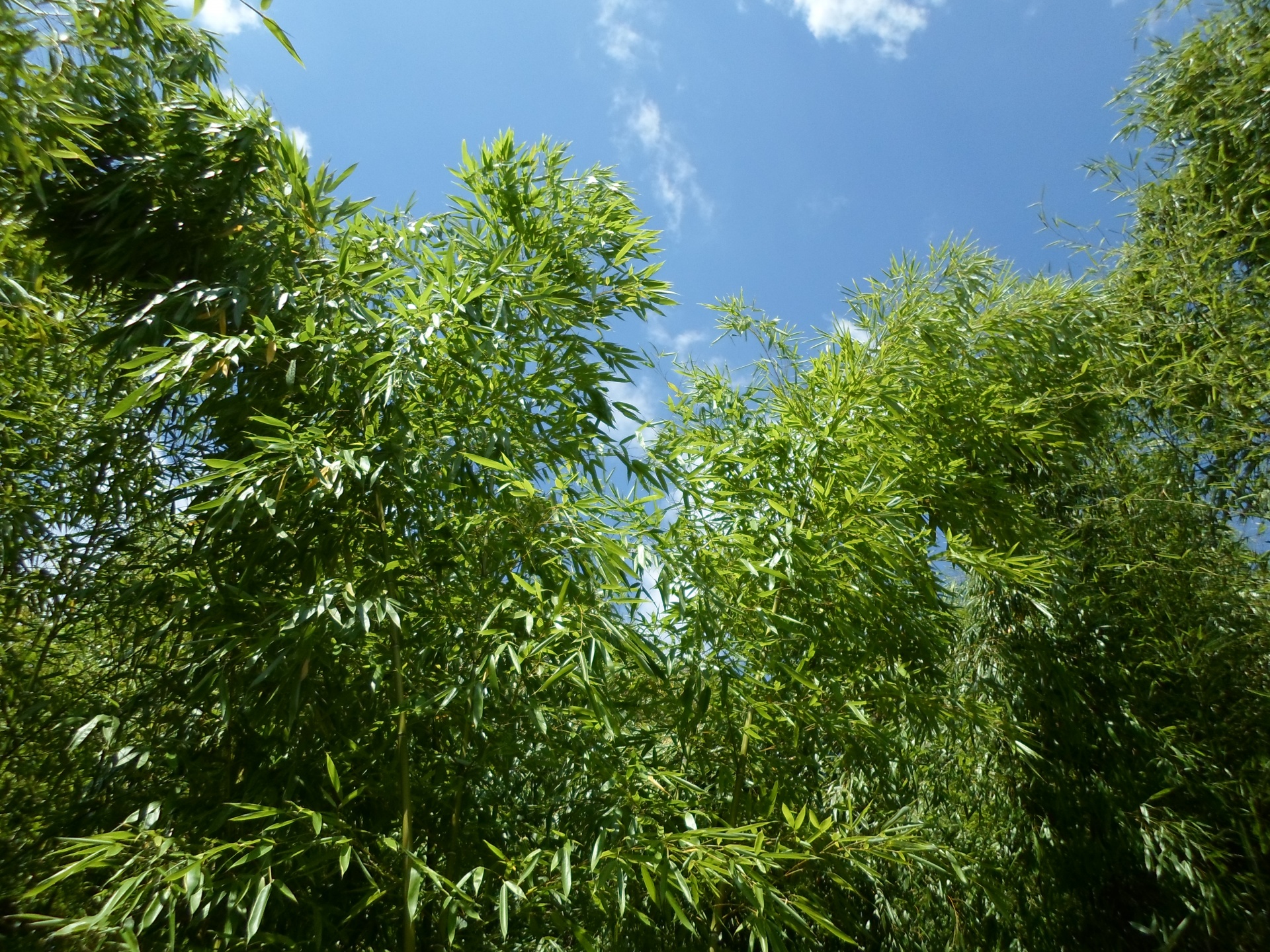 bamboo green leaf free photo