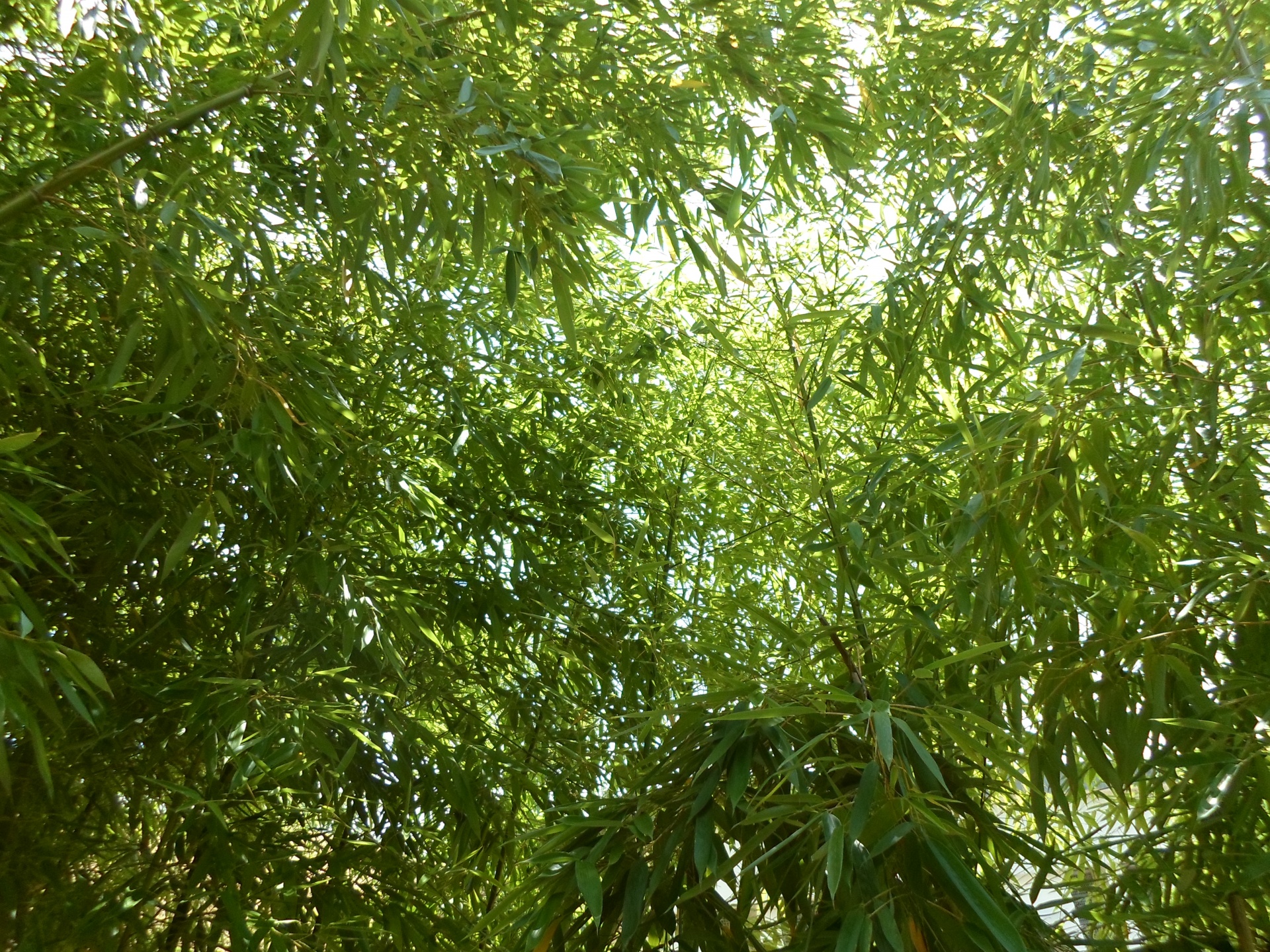 bamboo green leaf free photo