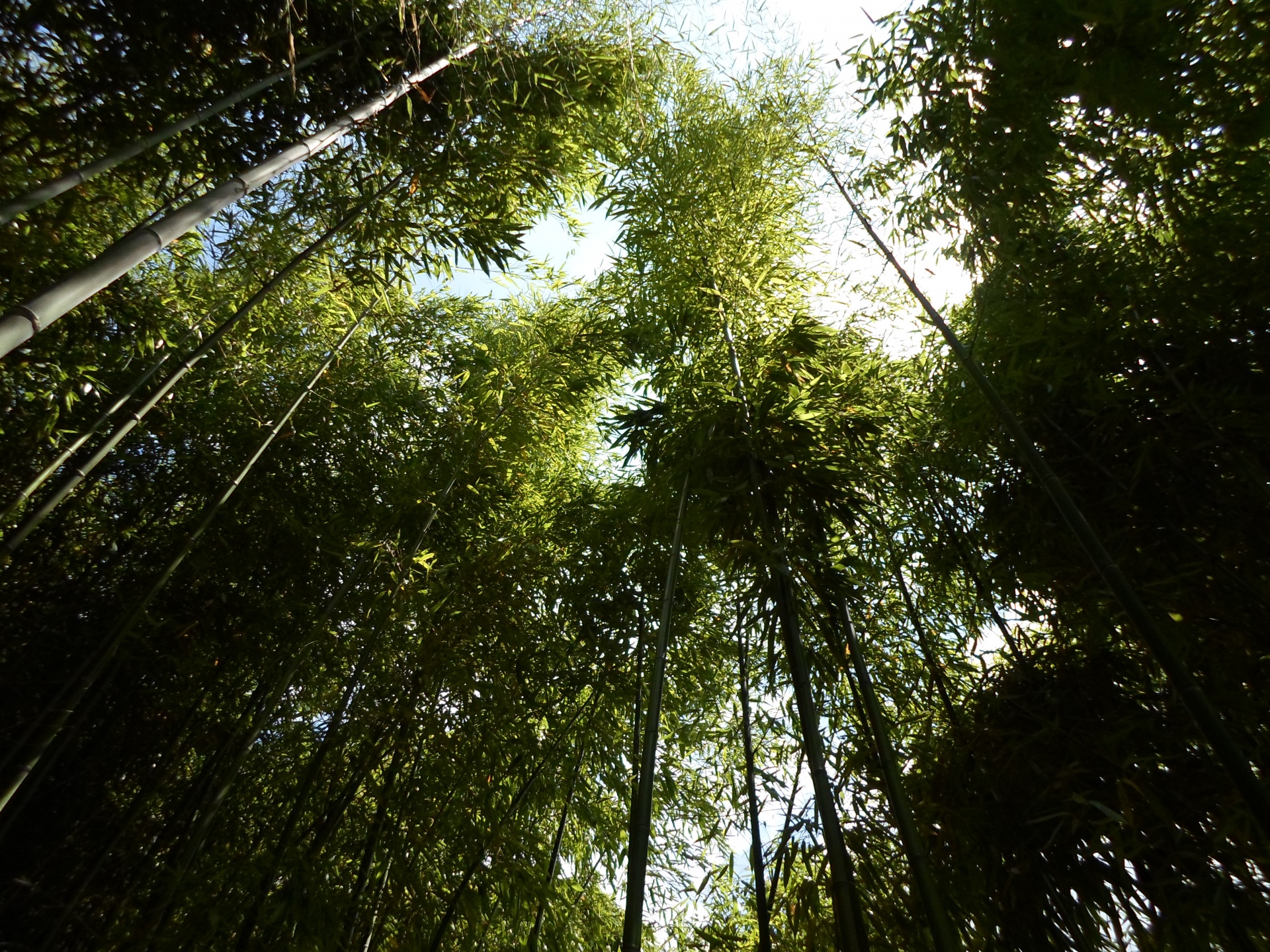 bamboo green leaf free photo