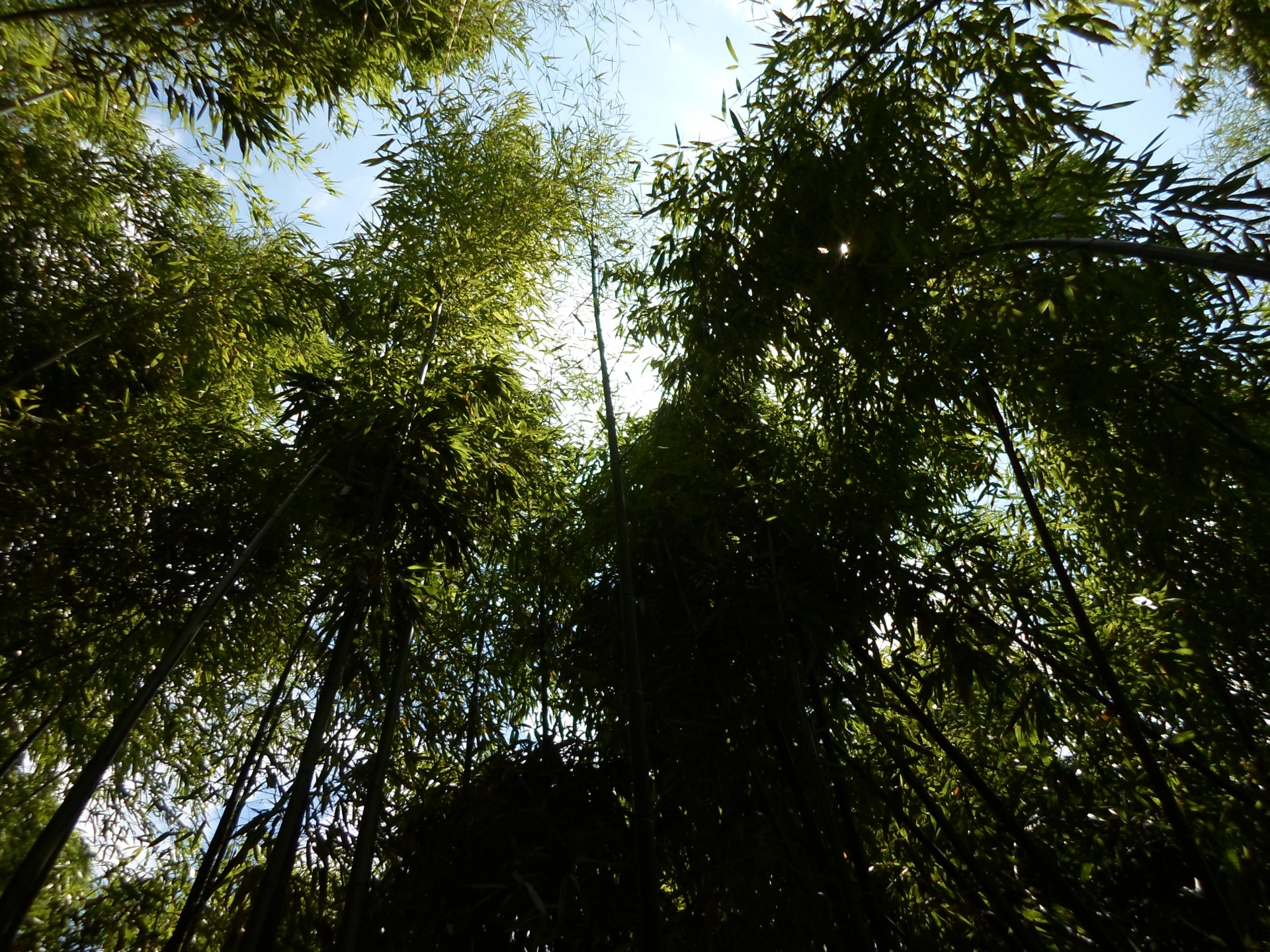 bamboo green leaf free photo