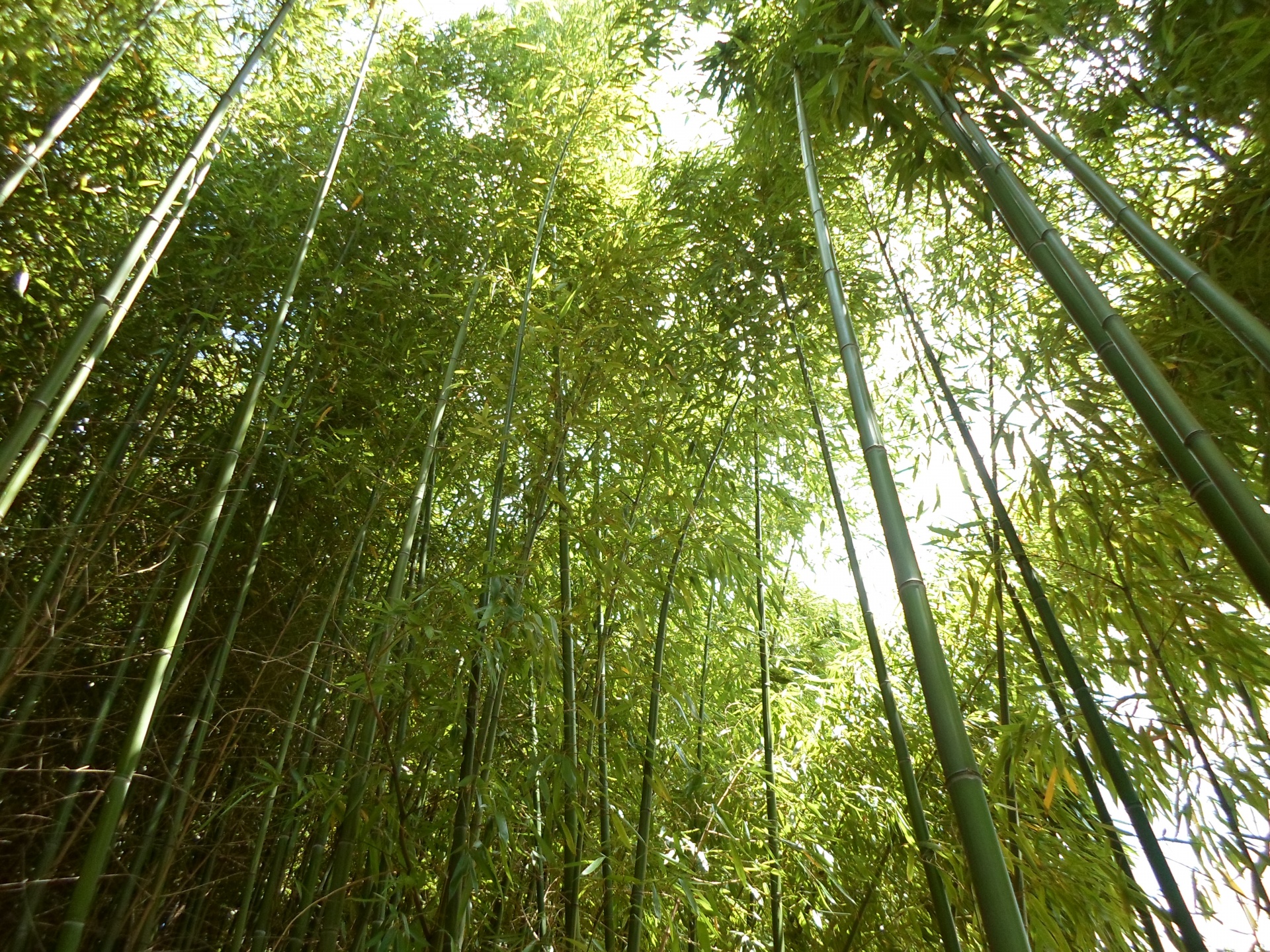 bamboo green leaf free photo