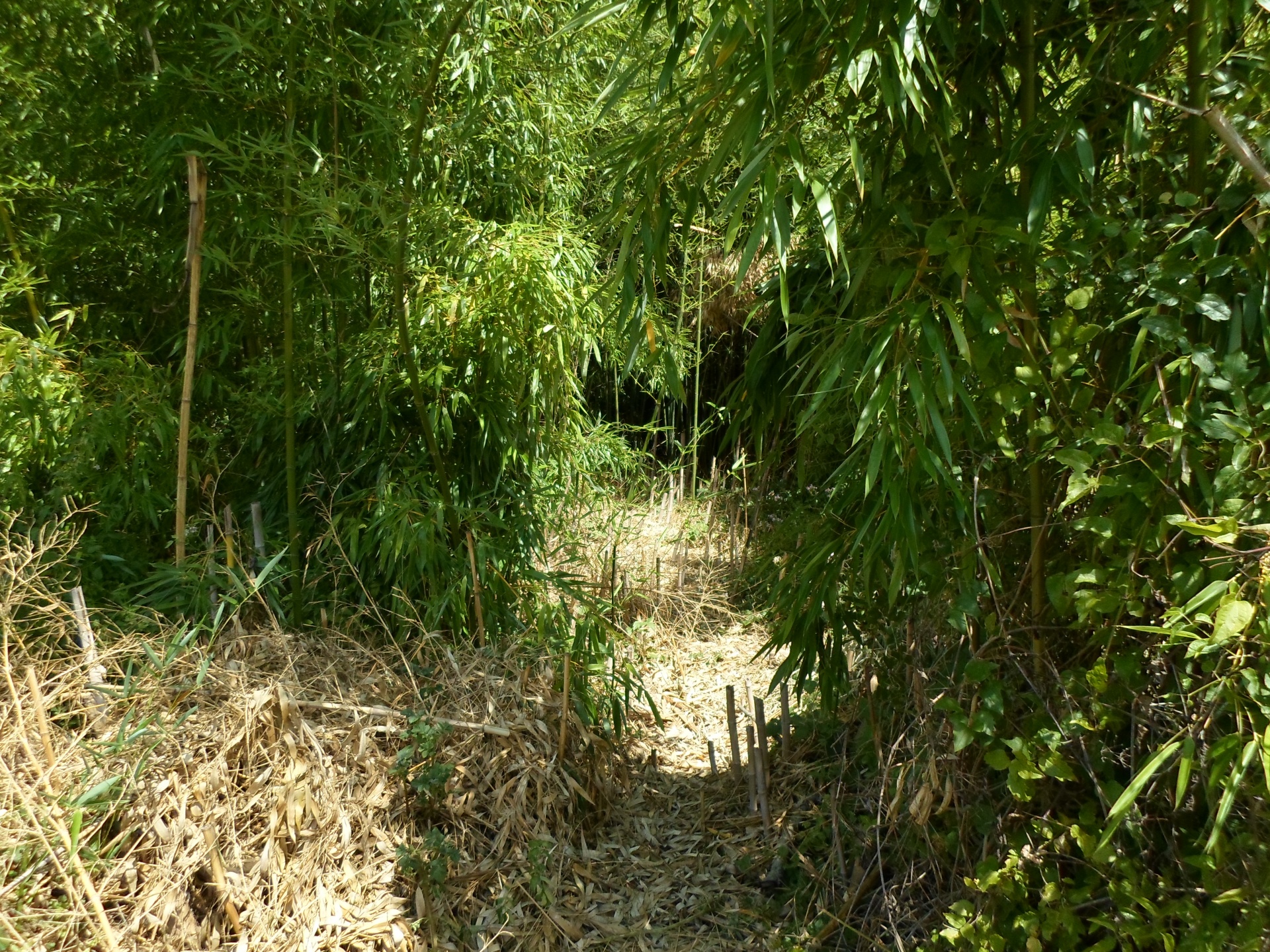 bamboo green leaf free photo