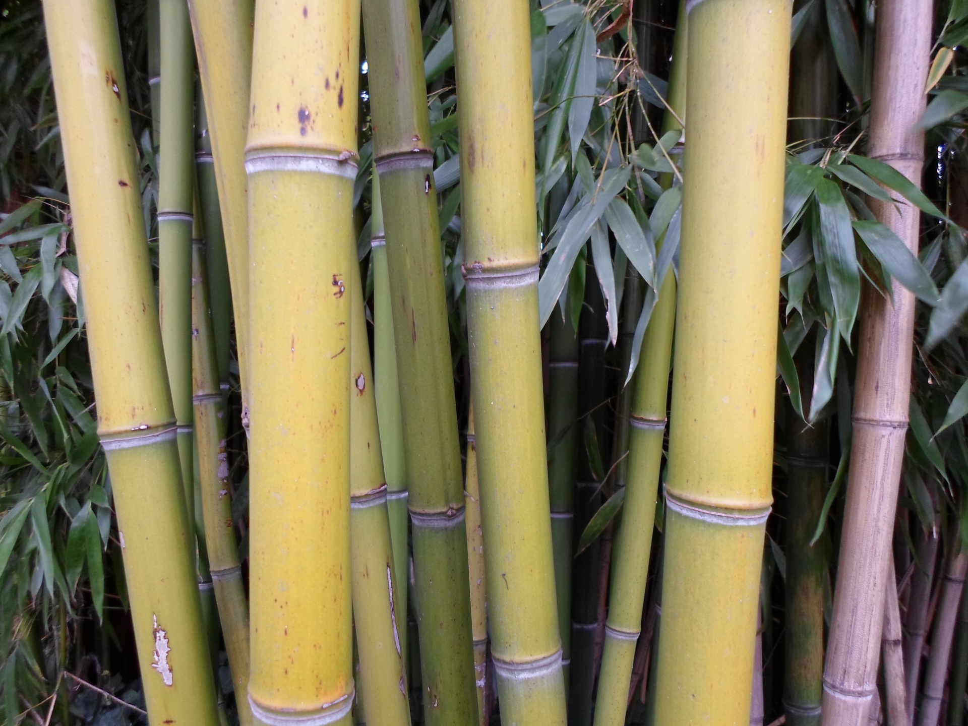 yellow thatched bamboo free photo