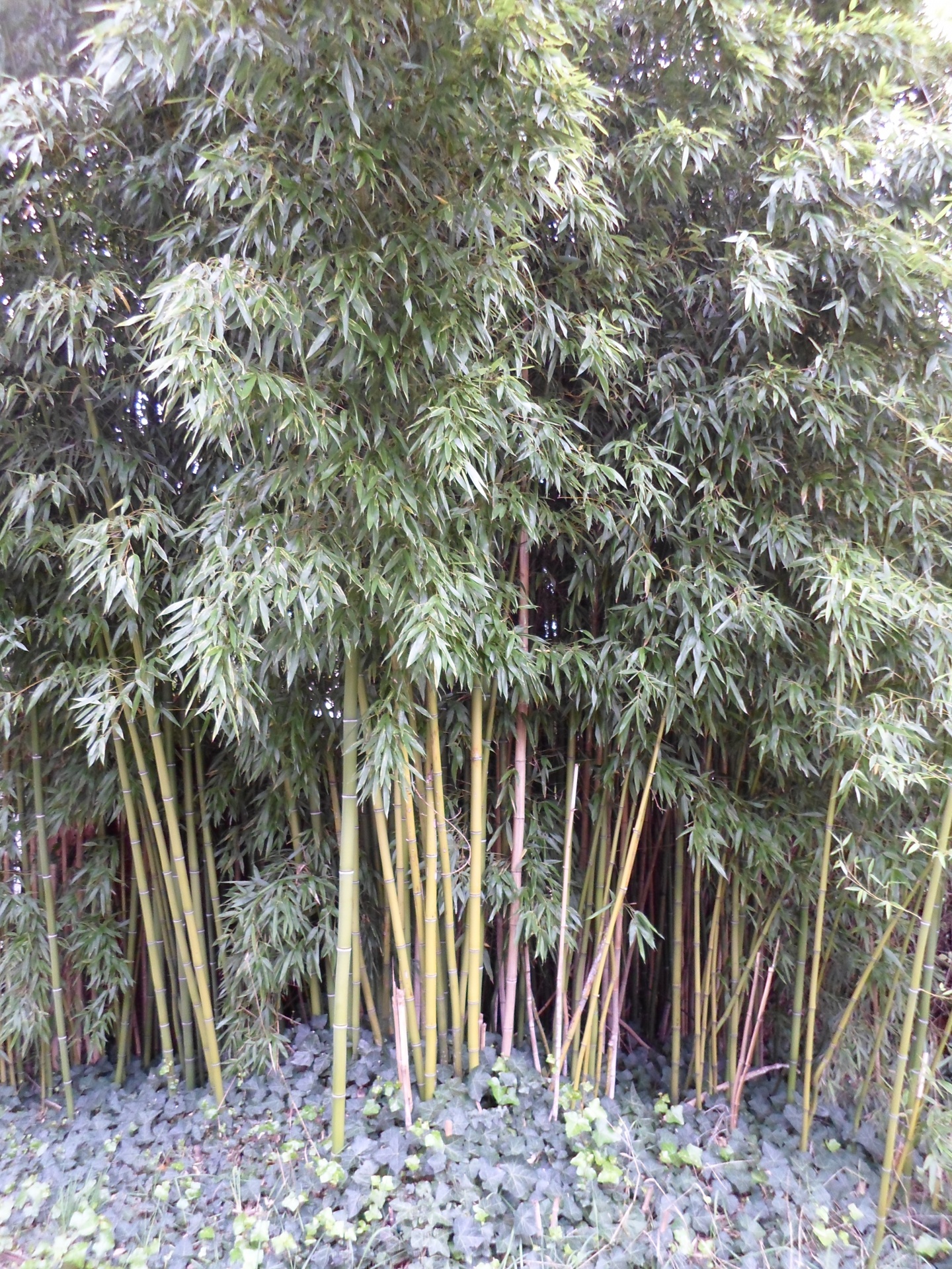 yellow thatched bamboo free photo