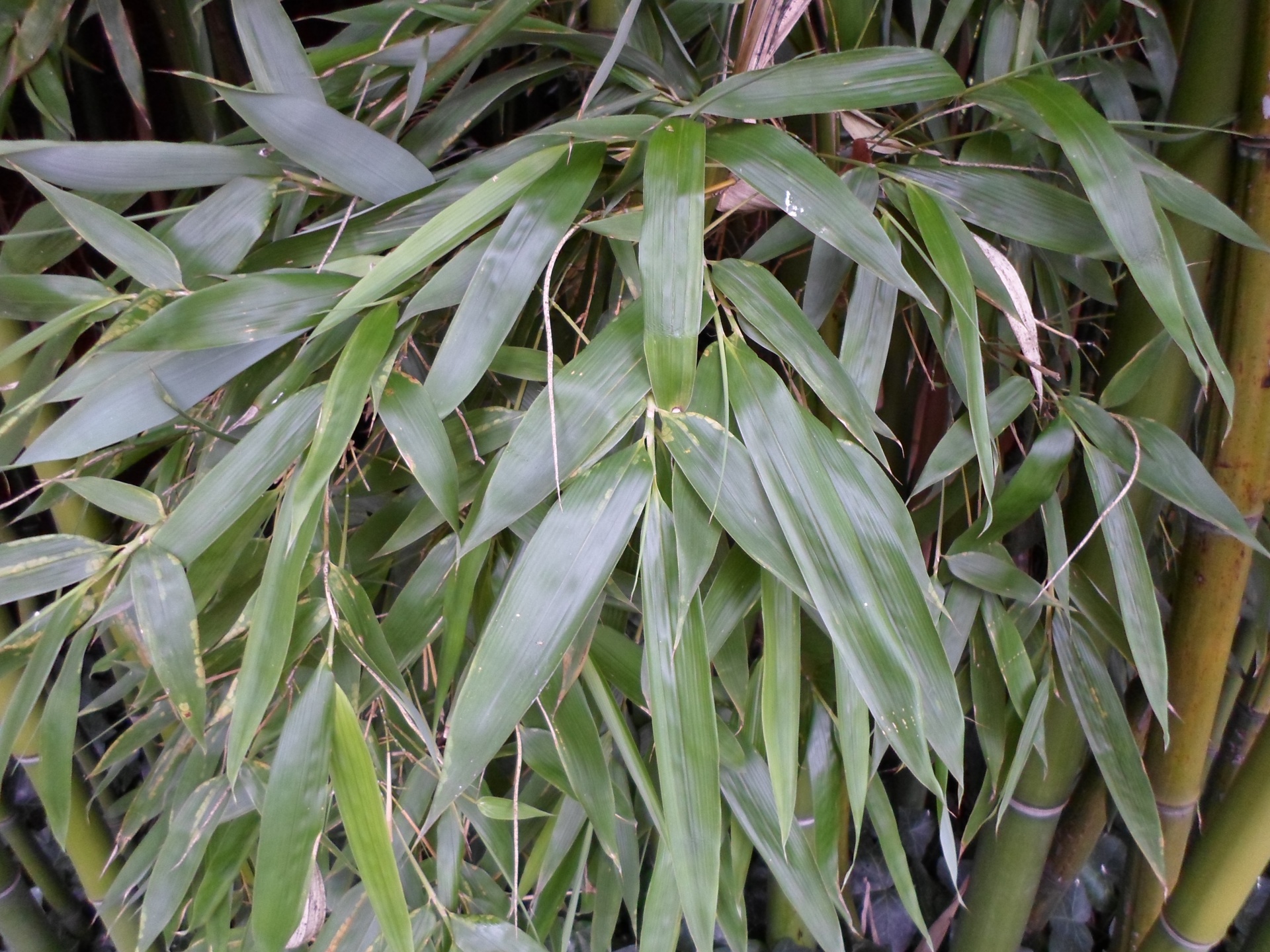 thatched bamboo plant free photo