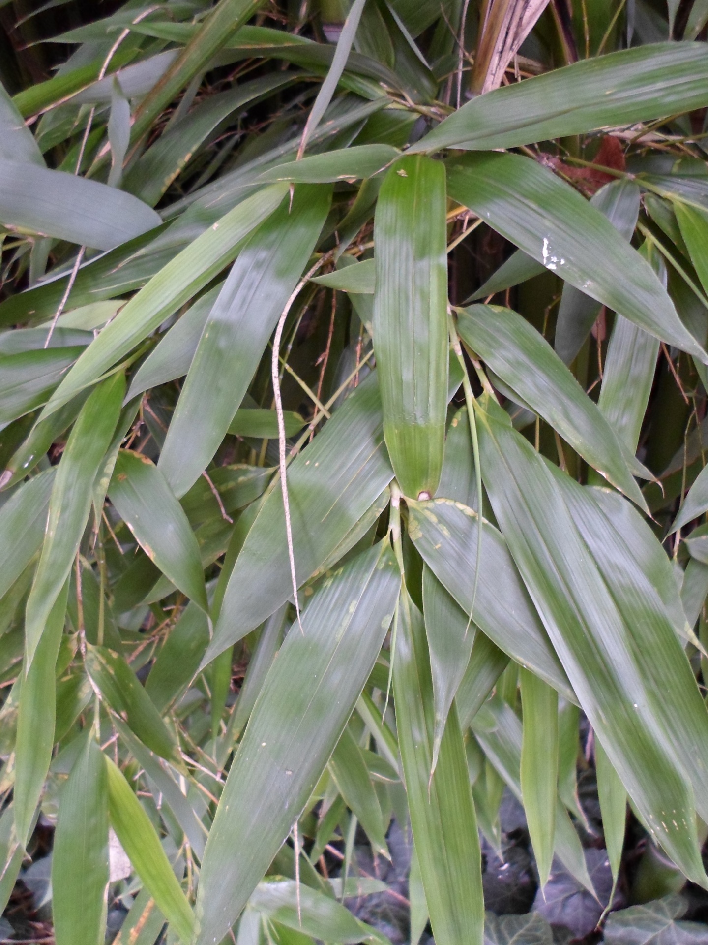 thatched bamboo plant free photo