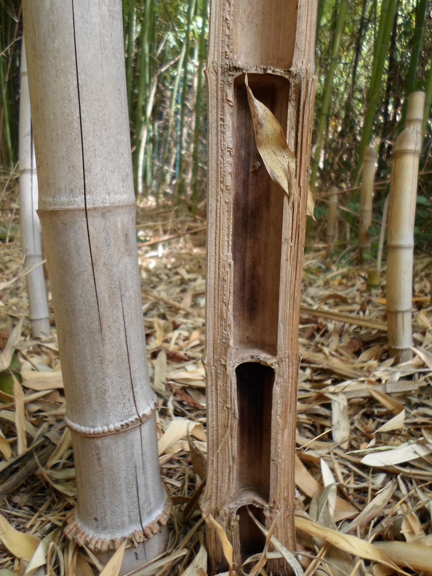 bamboo foliage grass free photo