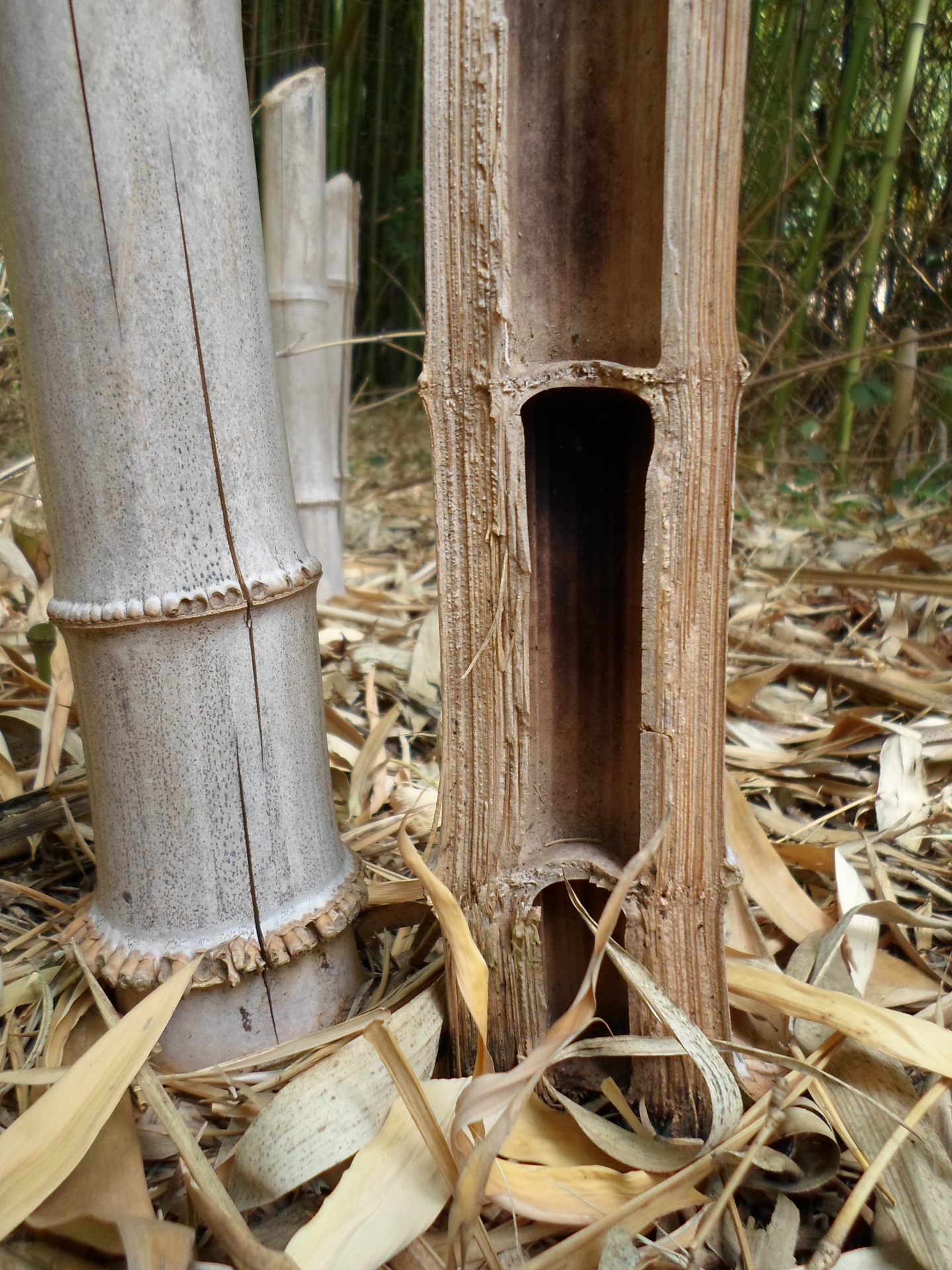 bamboo foliage grass free photo