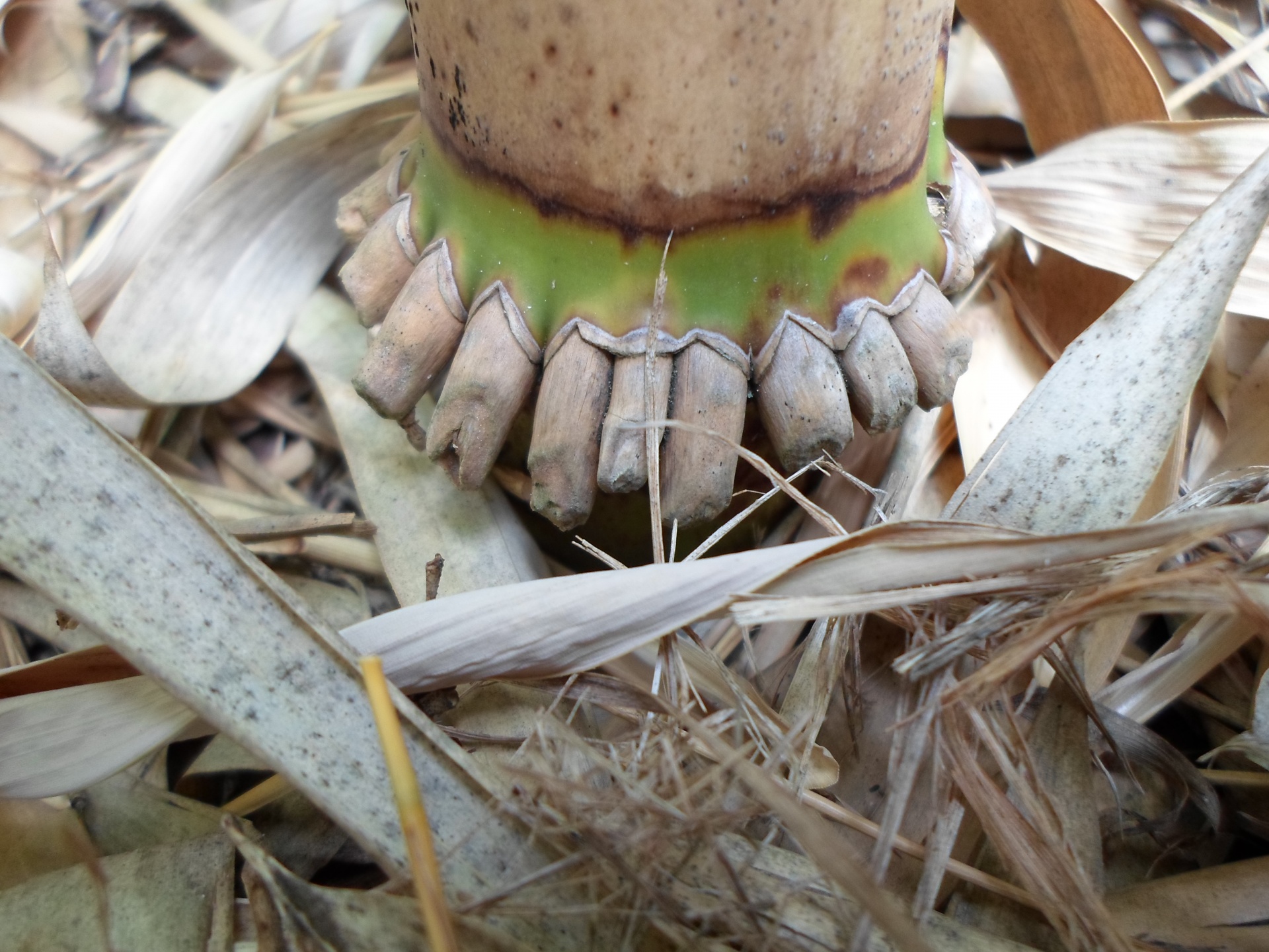 bamboo grass herbaceous free photo