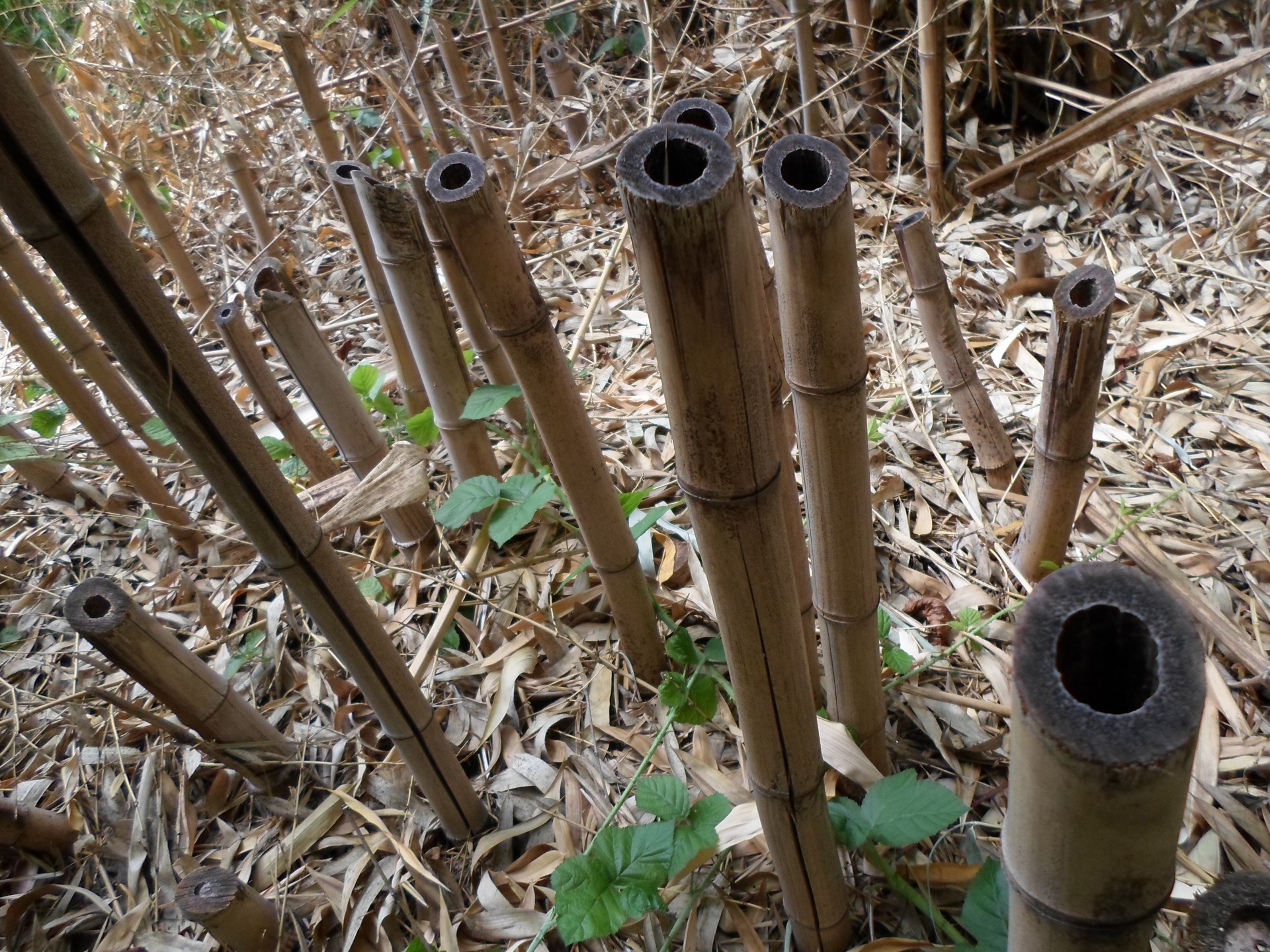 bamboo foliage grass free photo