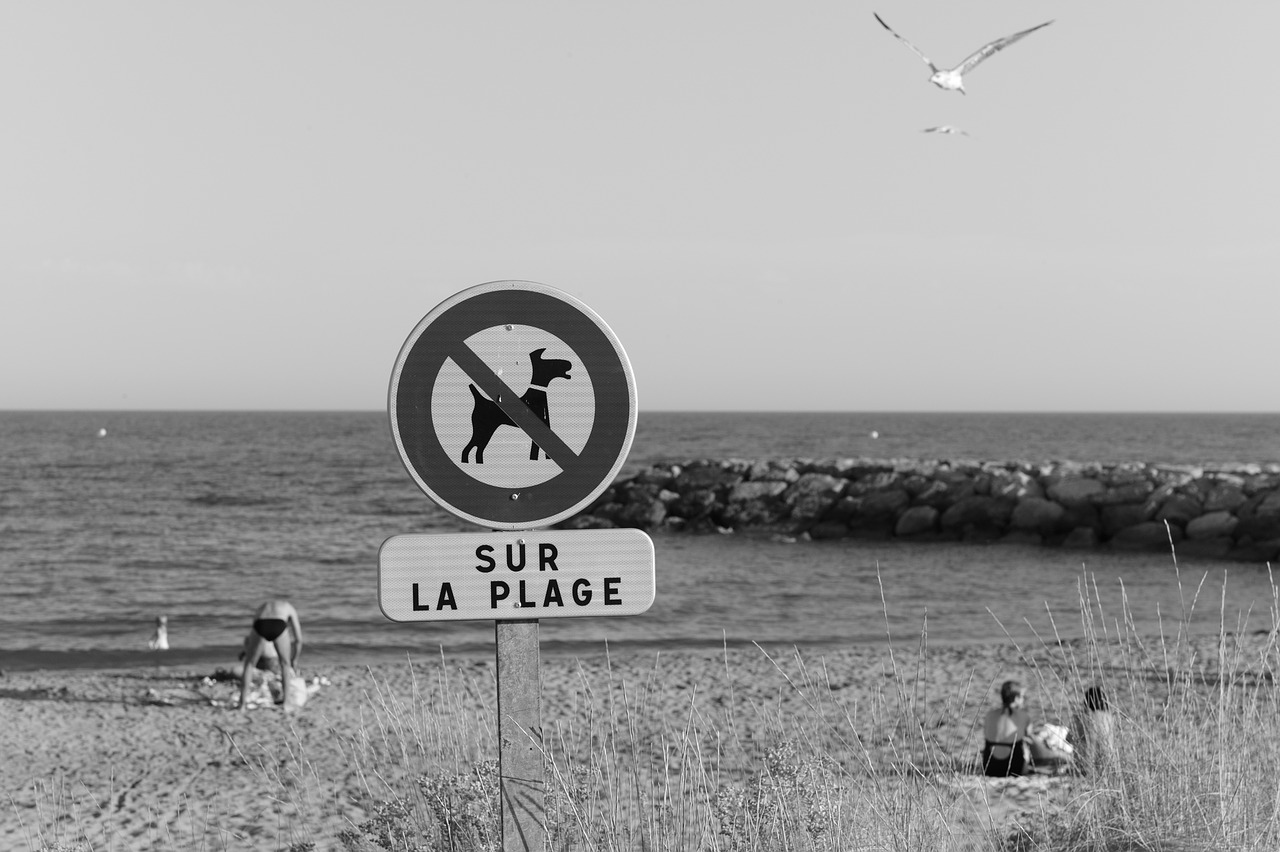 ban dog beach free photo