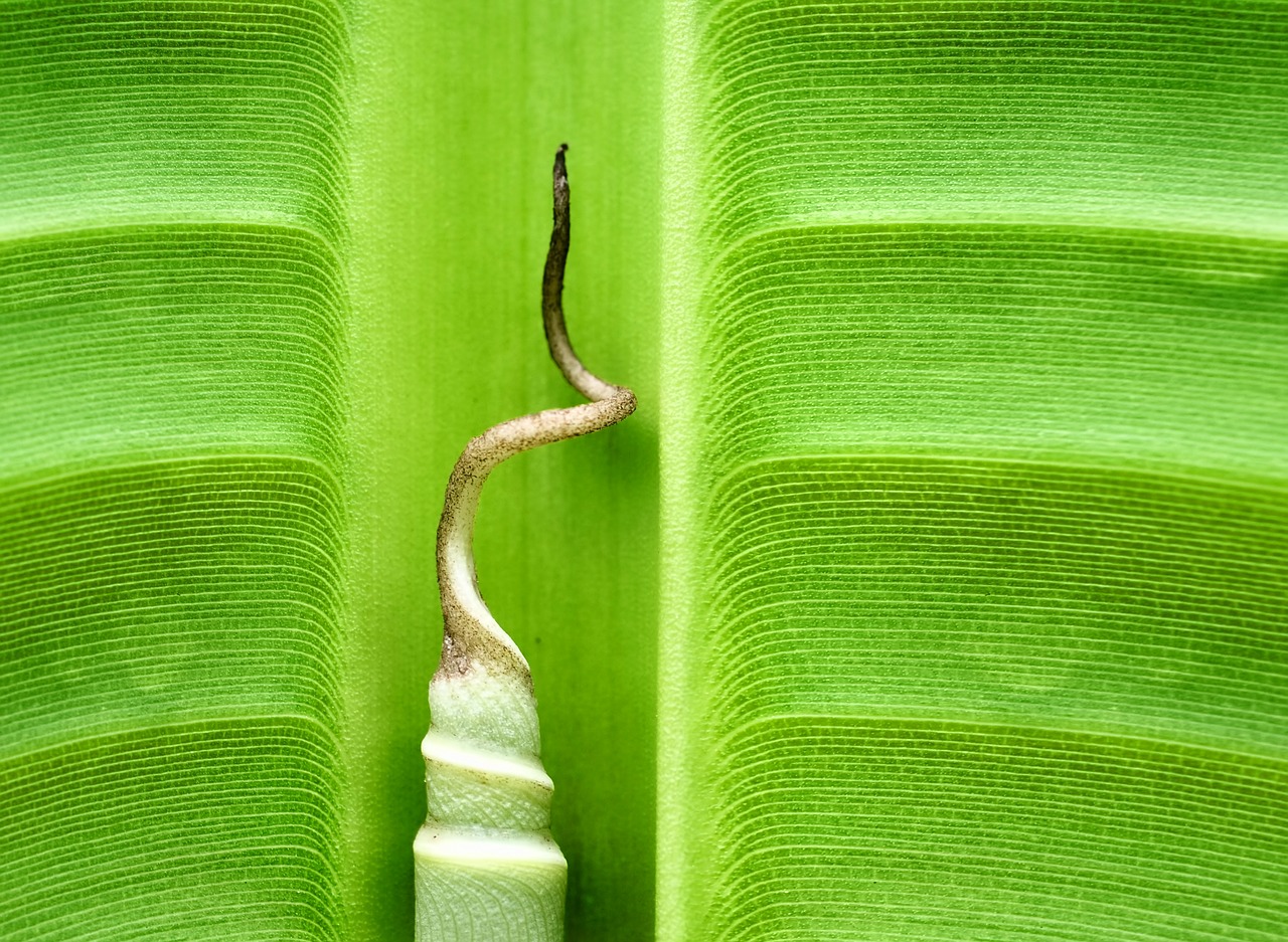 banana leaf banana leaf free photo