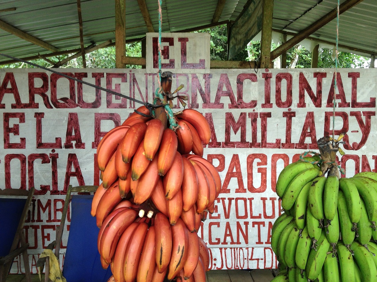 banana galapagos islands fruit free photo