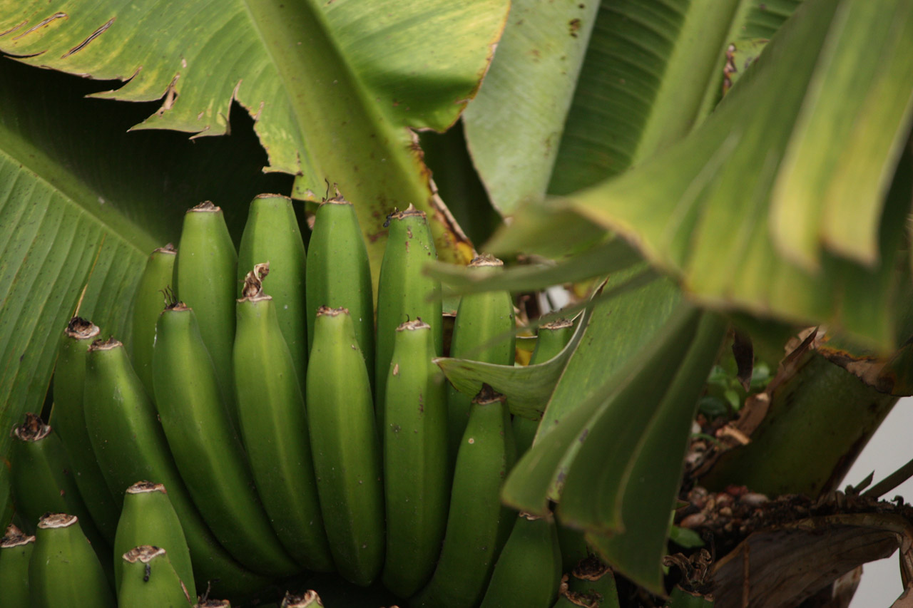 banana madeira island free photo