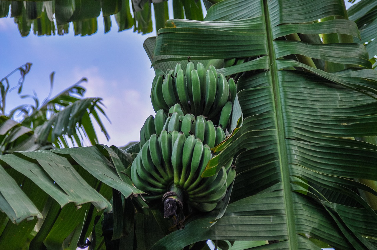 bananas banana shrub africa free photo