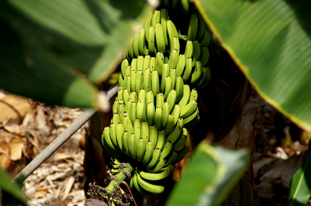 banana fruit free pictures free photo