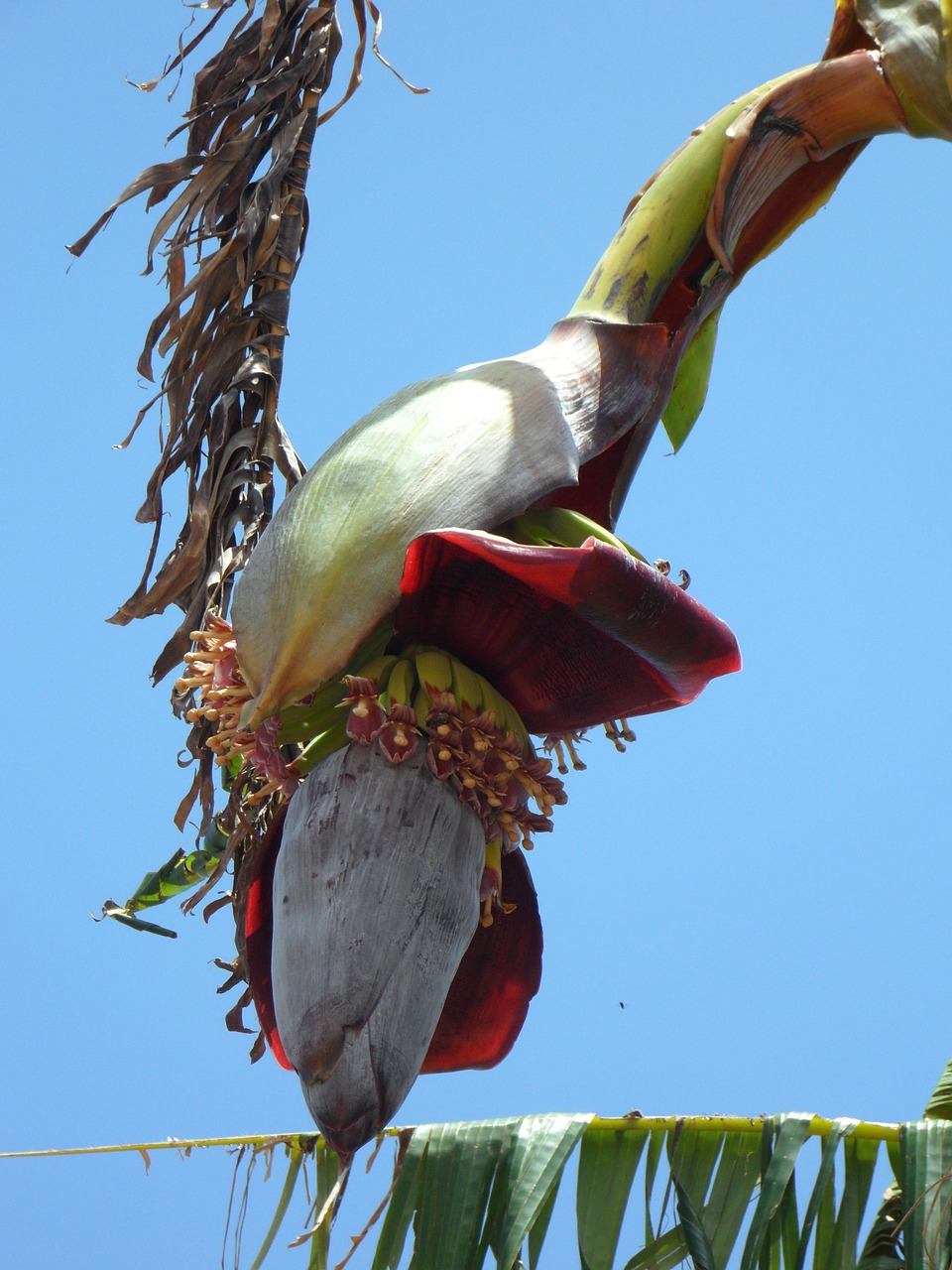 banana inflorescence plant free photo