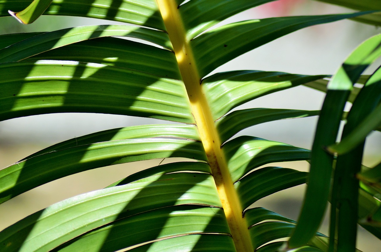 banana yellow plants free photo