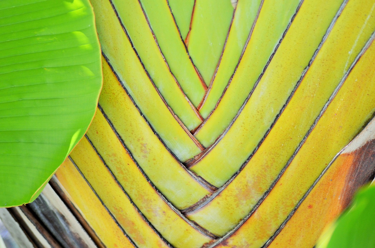 banana yellow plants free photo