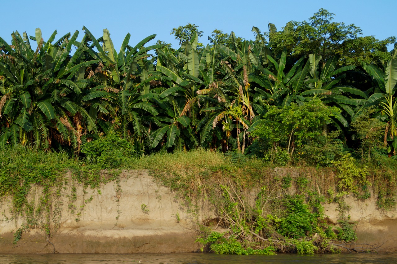 banana colombian colombia free photo