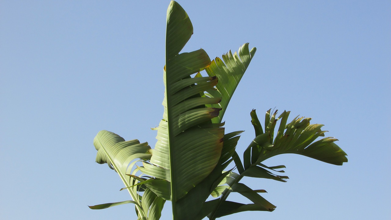 banana plant leaf free photo