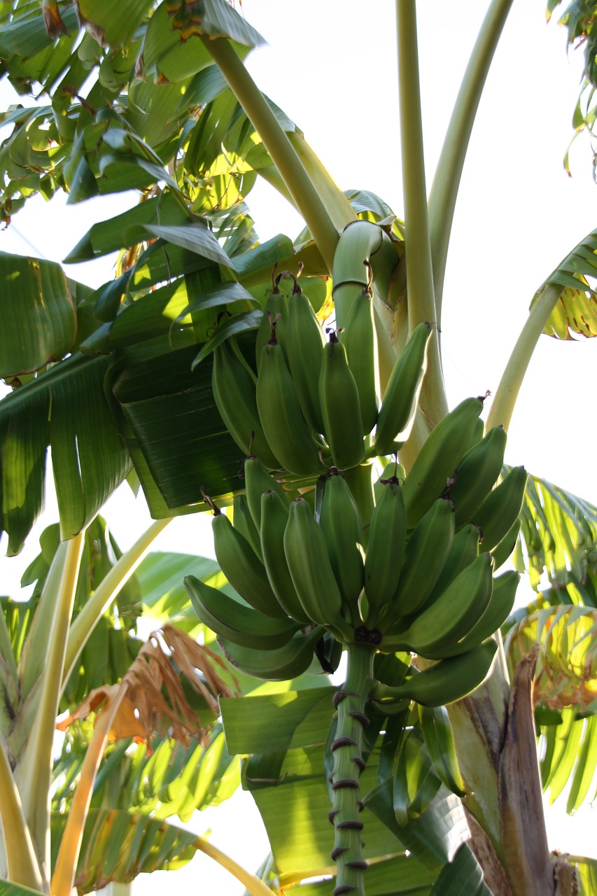 banana banan tree exotic fruit free photo