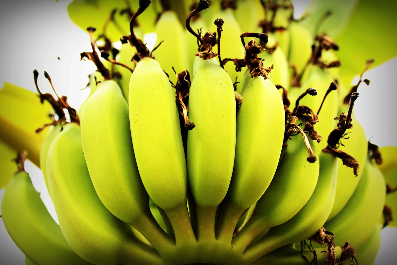 banana tree green free photo