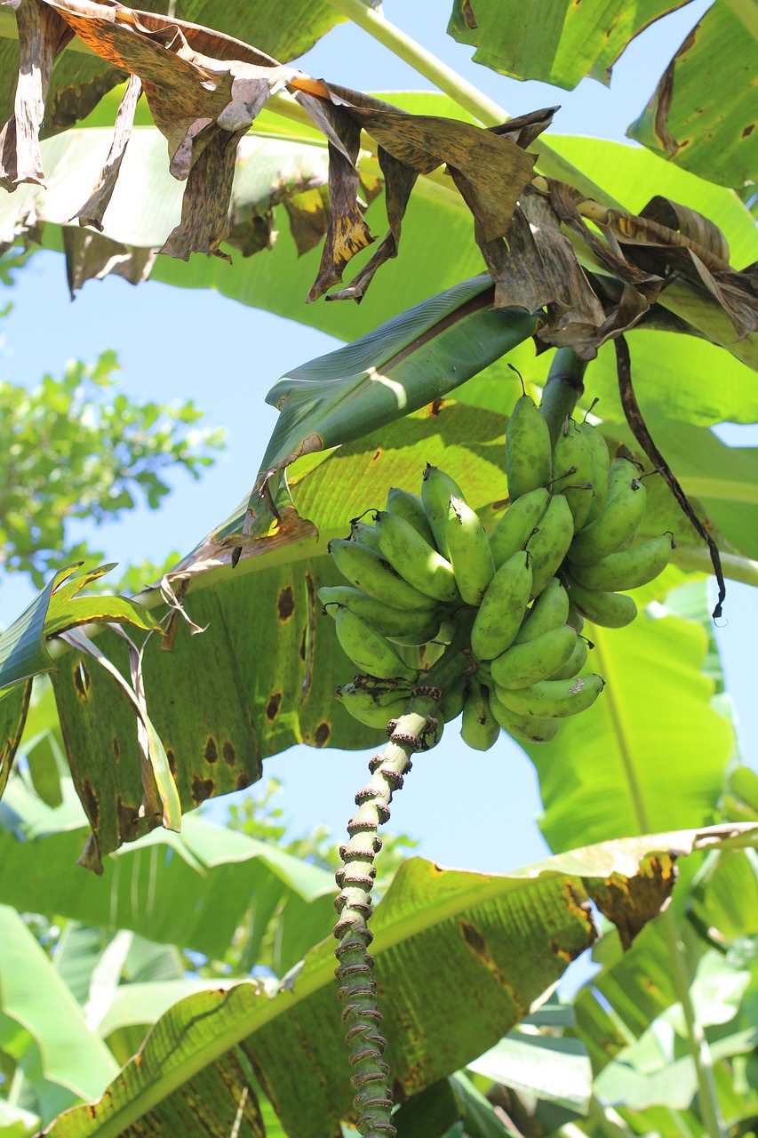 banana plant gr free photo