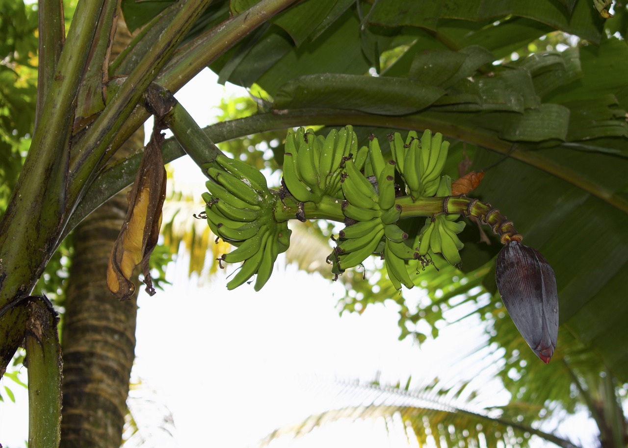 banana banana green fresh free photo