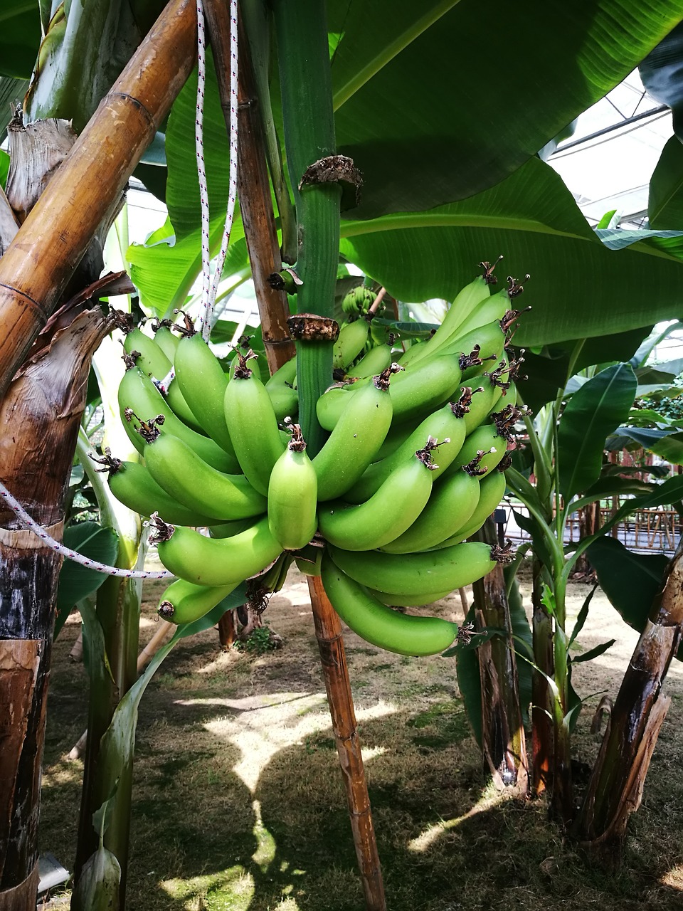 banana growing period tropical free photo