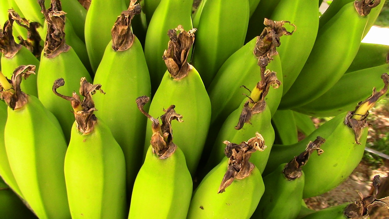 banana fruit nature free photo