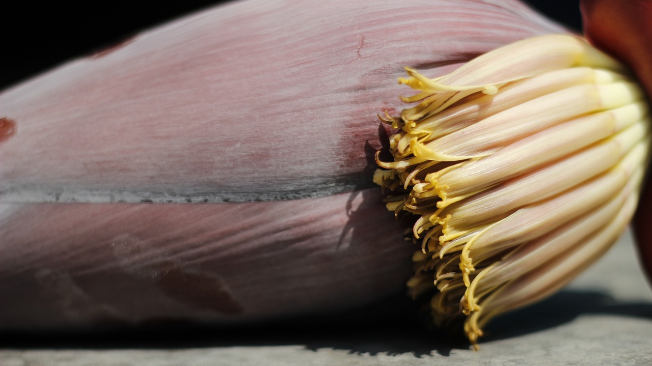 banana flower kopal free photo