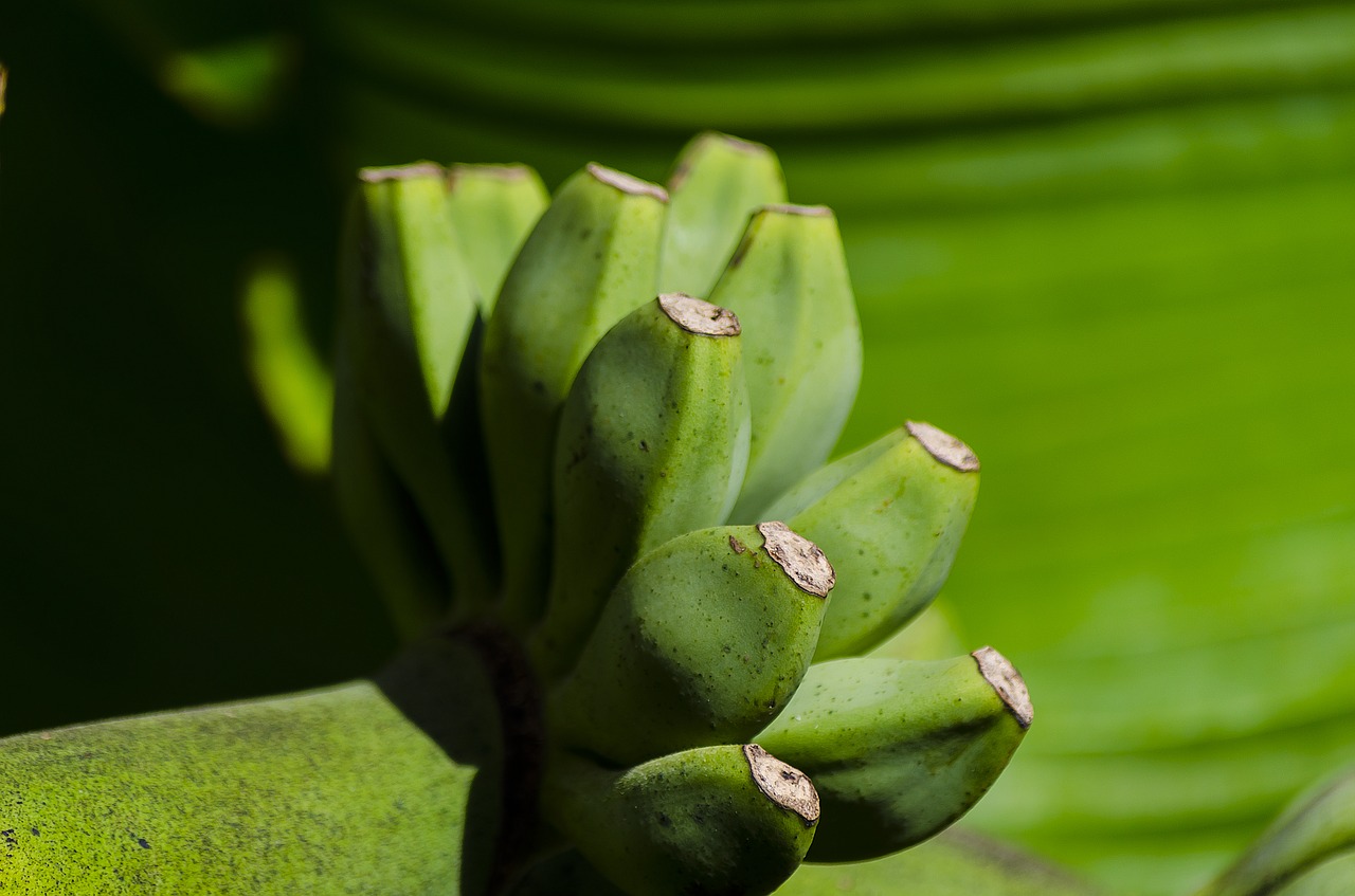 banana banana tree fruit free photo