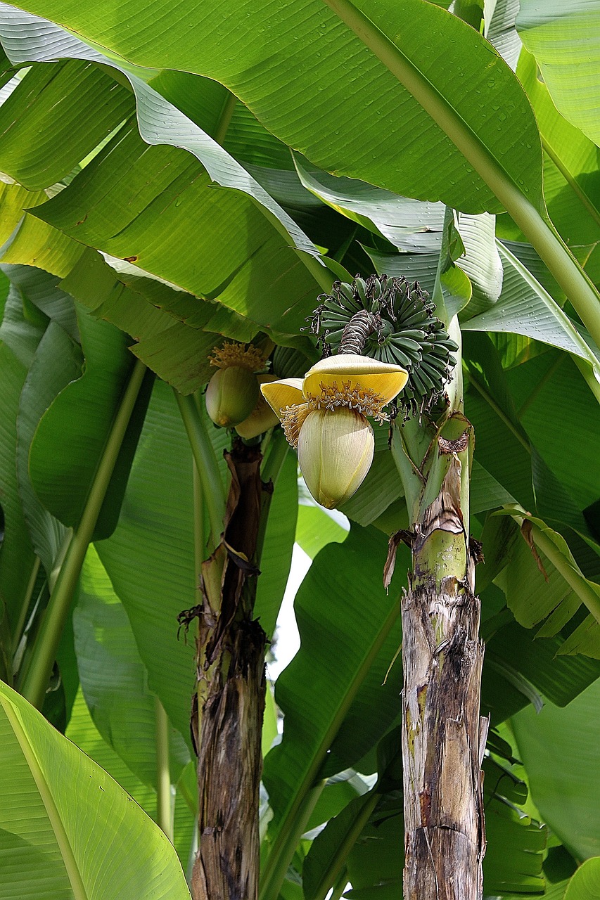 banana baba fig exotic free photo