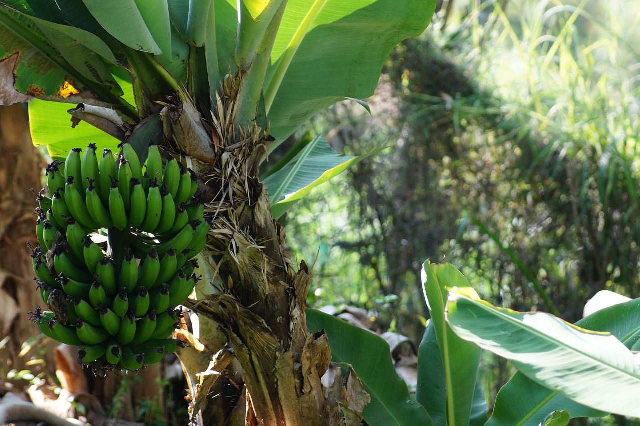 banana plantain tree platano free photo