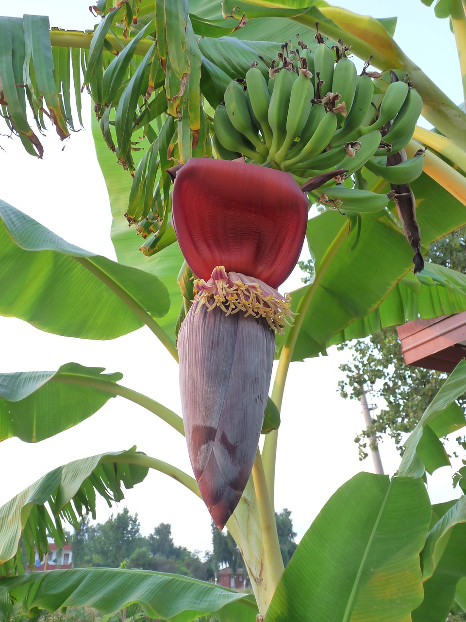 banana banana plant tropics free photo