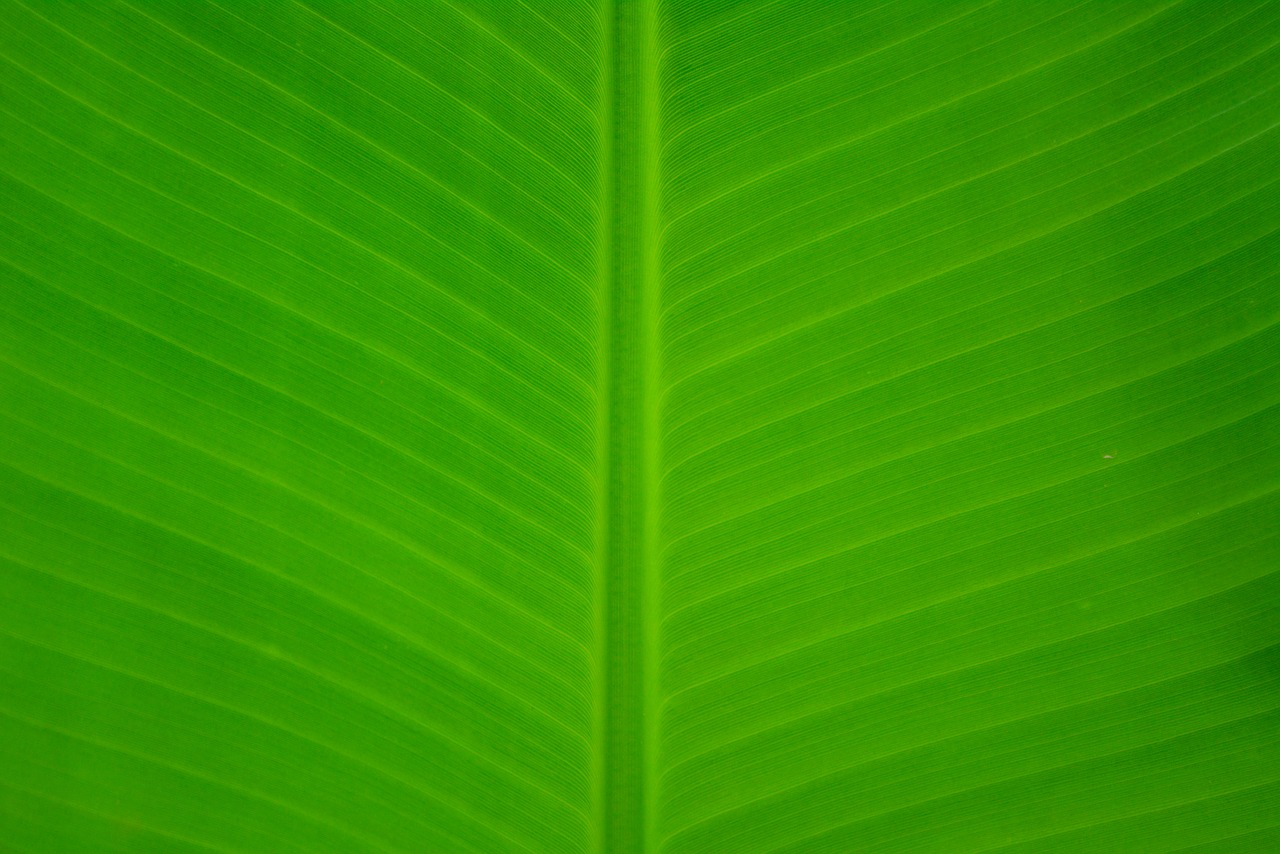 banana leave green free photo