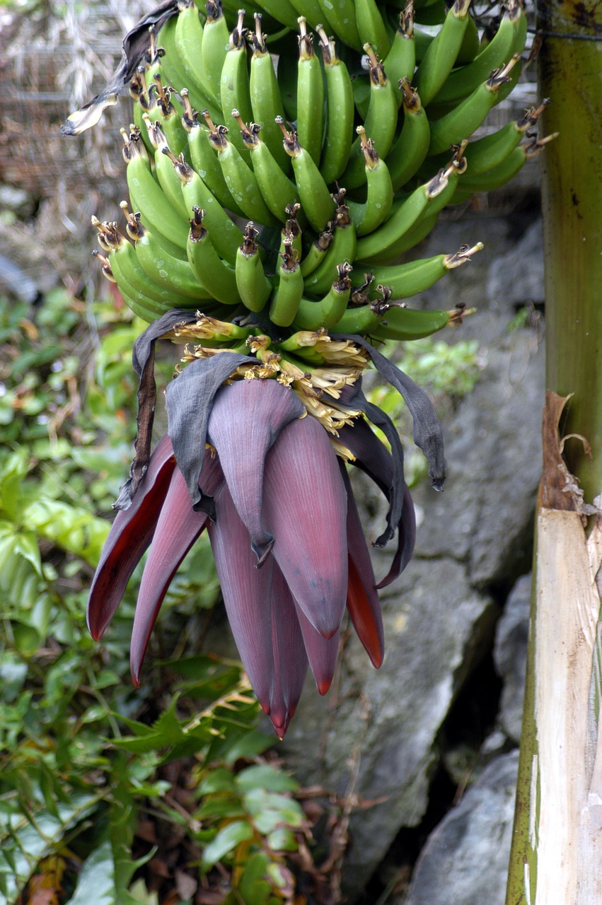 banana nature fruit free photo