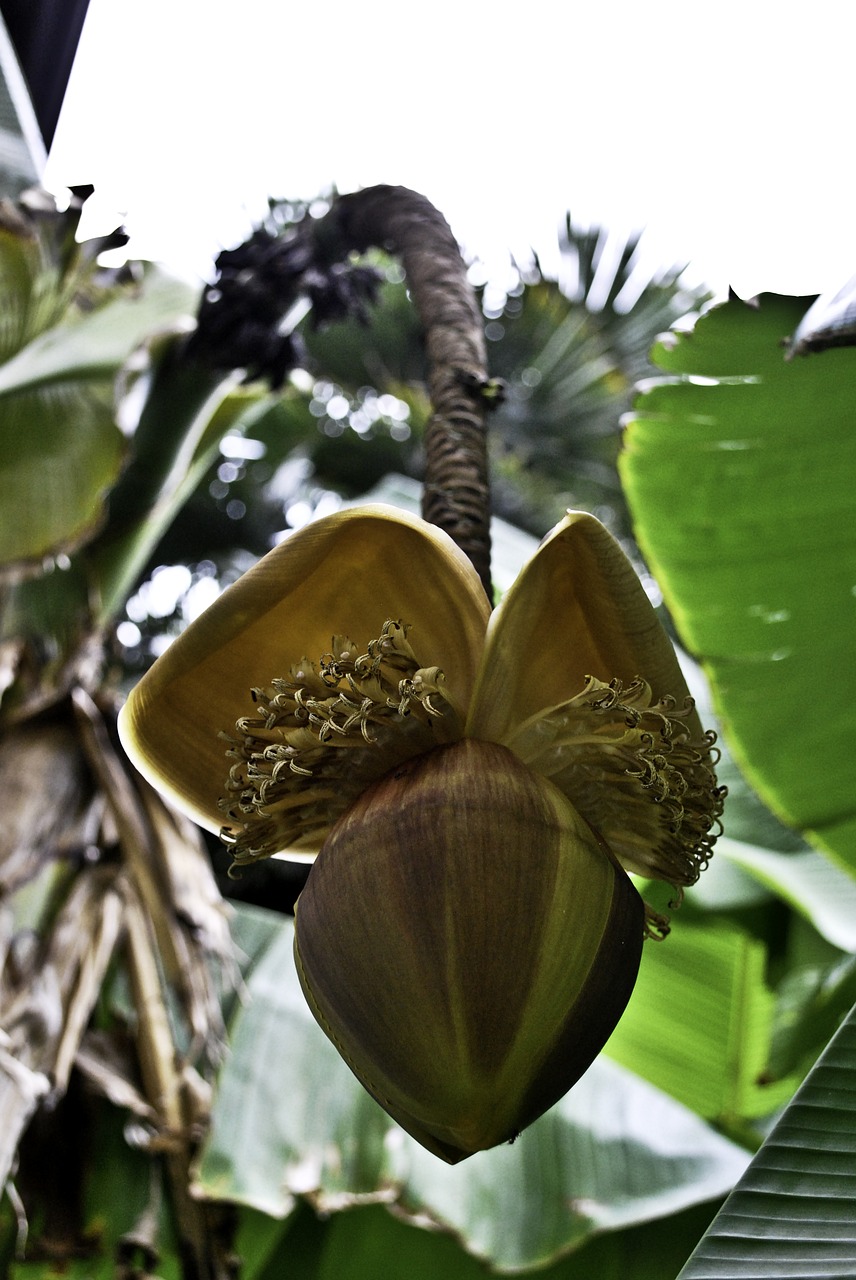 banana flower plant free photo