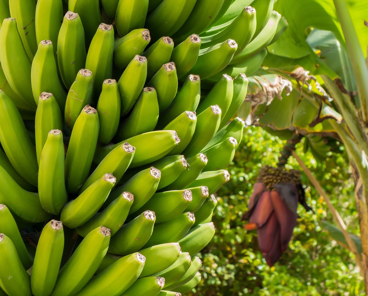 banana blossom bloom free photo