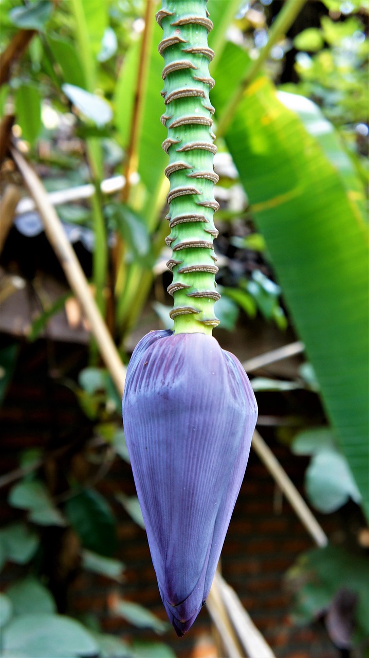 banana flower tree free photo