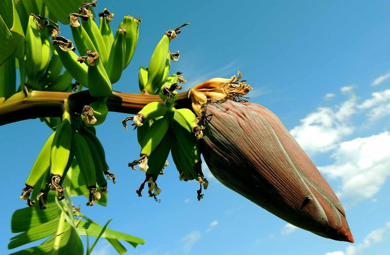 banana banana tree bunch of bananas free photo