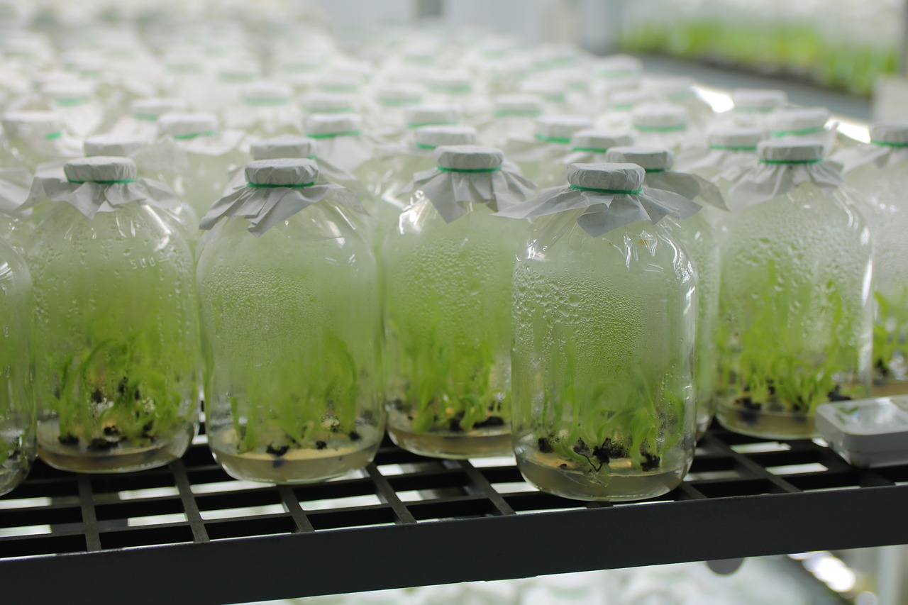 banana seedlings banana in the jar free photo