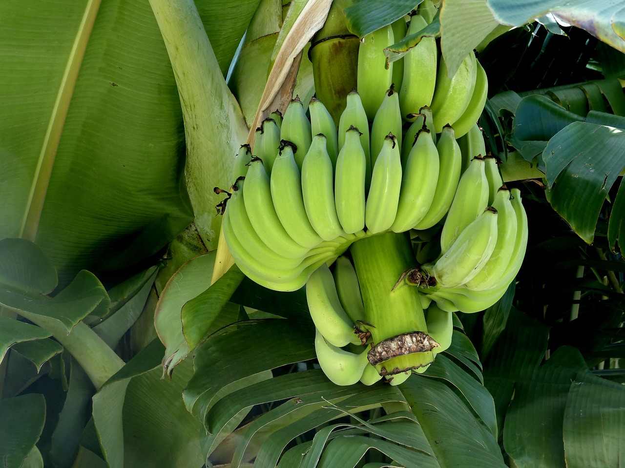 banana bunch fruit free photo