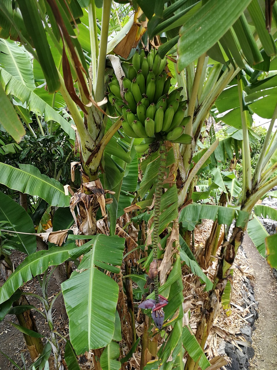 banana banana plant banana shrub free photo