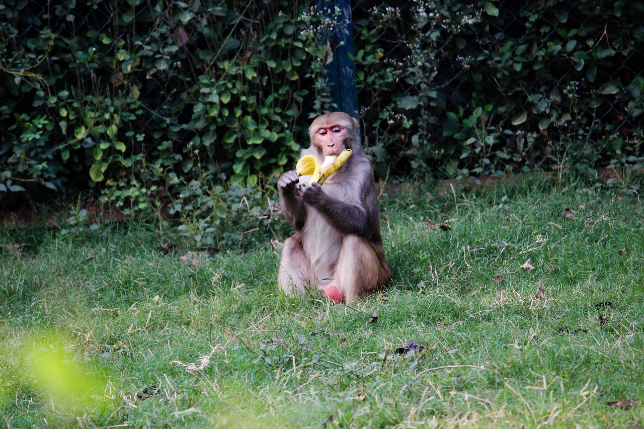banana monkey green free photo