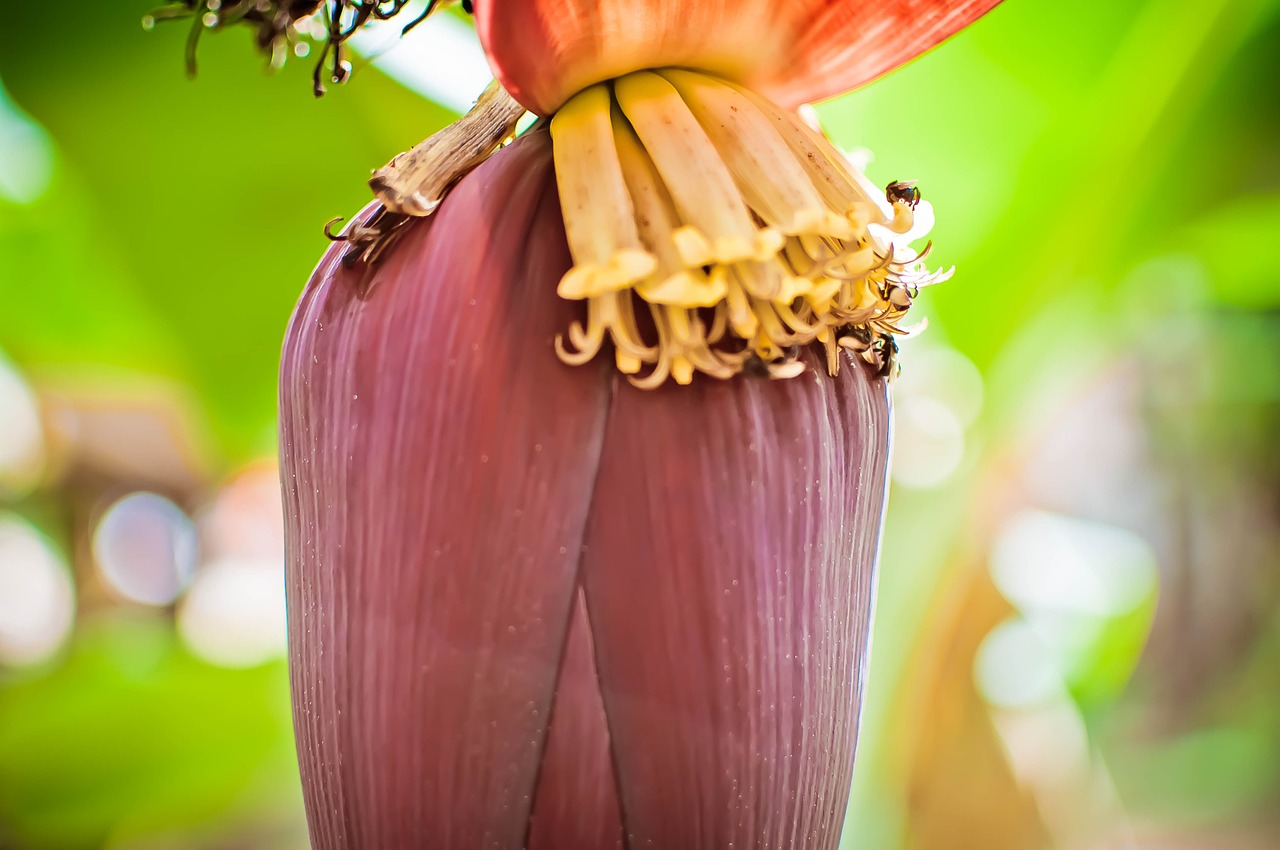 banana fruit bee free photo